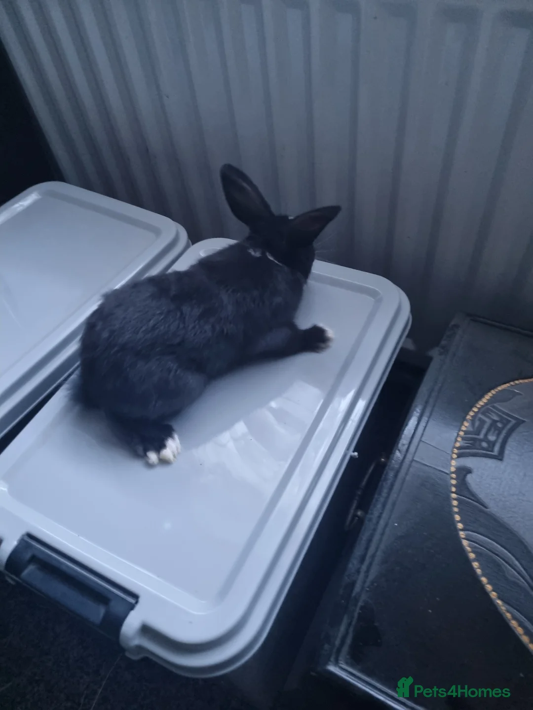Mini Lop rabbits for sale: Mini lop - Advert 3