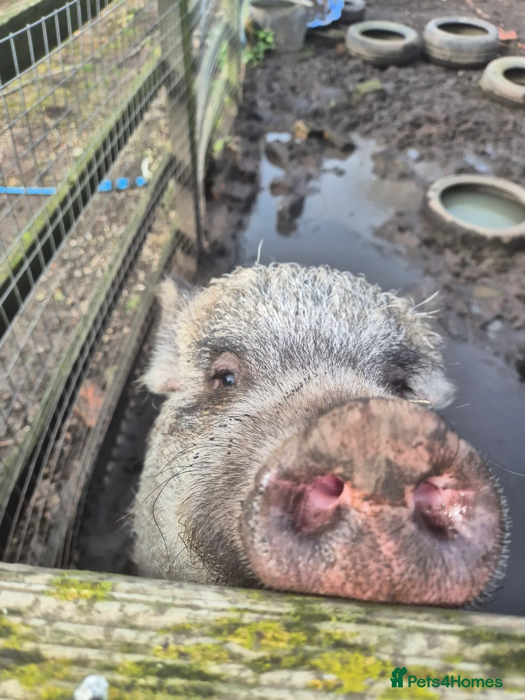 Pig livestock for sale: 2 x sows pigs free to a good home 🏡  - Advert 2