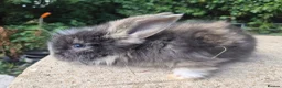 Angora rabbits for sale: 🩷 FULL FACE ANGORA BABIES- PARENTS FROM🇫🇷 - Advert 35