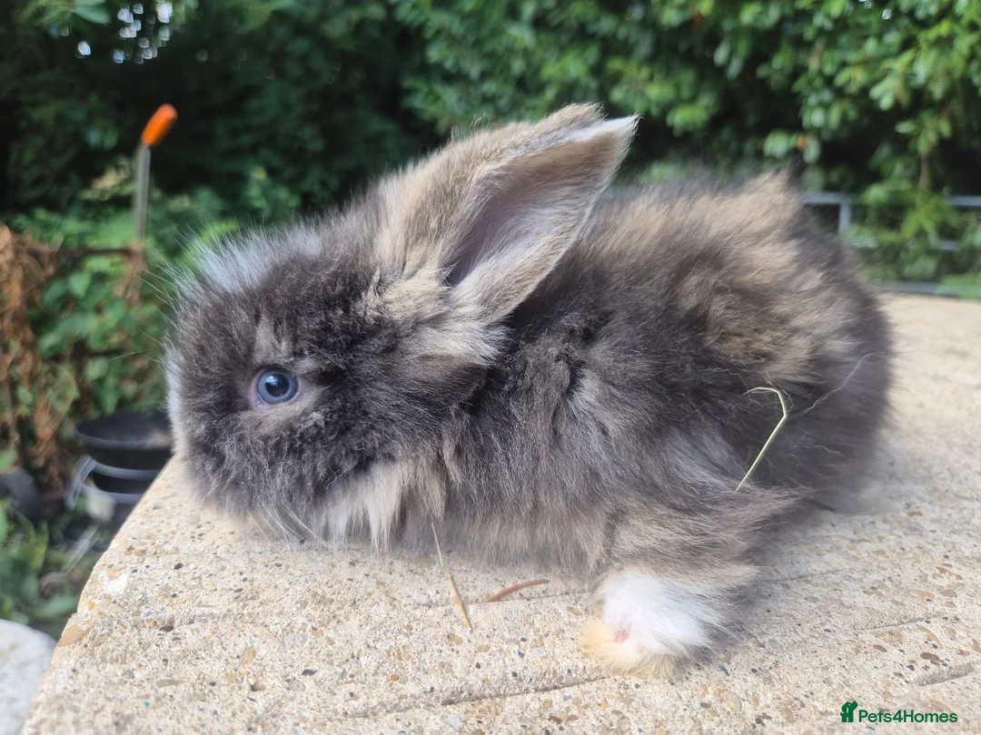 Angora rabbits for sale: 🩷 FULL FACE ANGORA BABIES- PARENTS FROM🇫🇷 - Advert 35