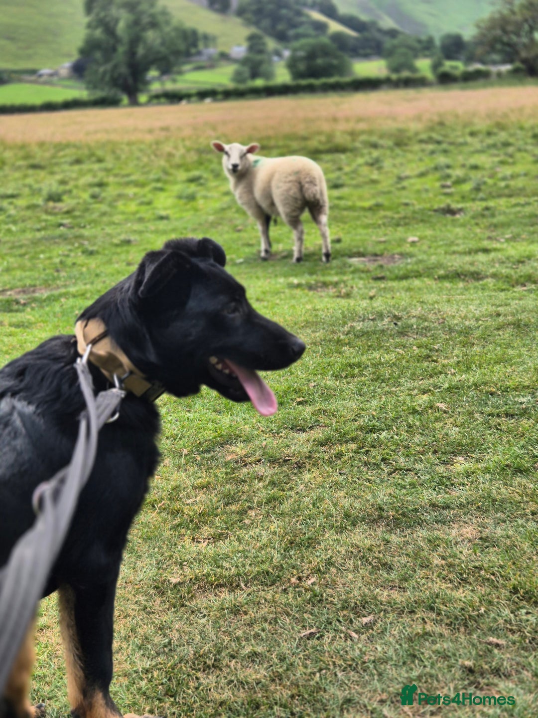 German Shepherd dogs for sale: German shepherd for sale - Advert 3