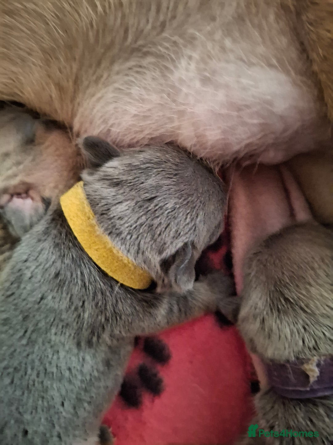 French Bulldog dogs for sale: French bulldog puppies  - Image 7