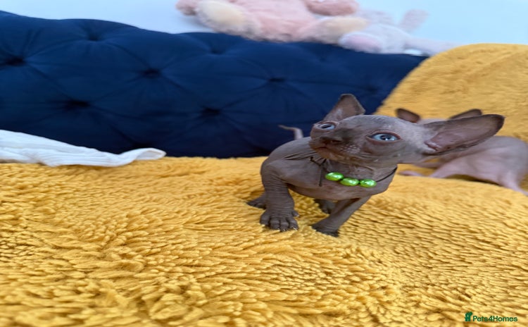Sphynx cats - Advert 16