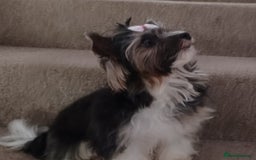 Biewer Terrier dogs for stud: Purebred Pedigree Biewer Terrier Stud in Merthyr Tydfil - Image 4