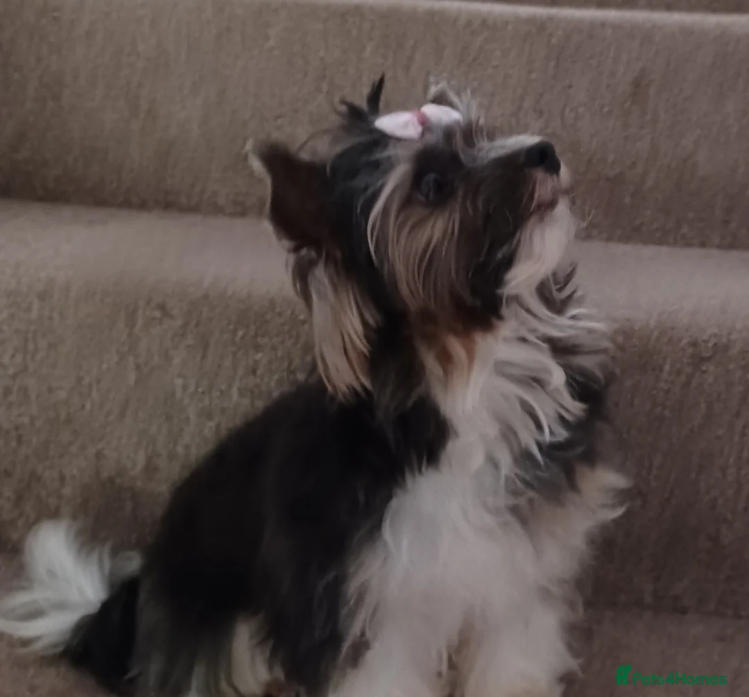 Biewer Terrier dogs for stud: Purebred Pedigree Biewer Terrier Stud in Merthyr Tydfil - Advert 4