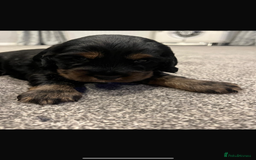 Cocker Spaniel dogs for sale: Cocker spaniel  - Image 3