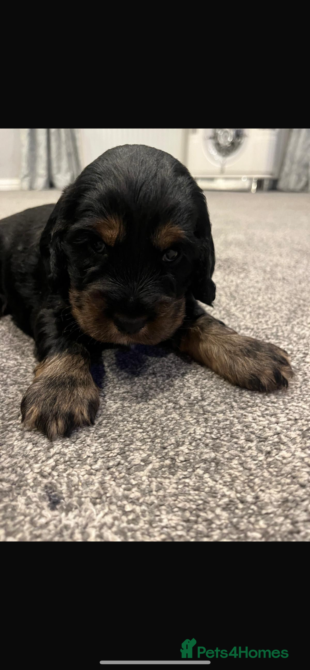 Cocker Spaniel dogs for sale: Cocker spaniel  - Image 3