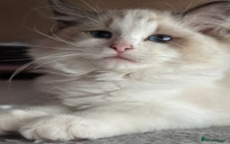 Ragdoll cats for sale: Ragdoll kittens - Image 6