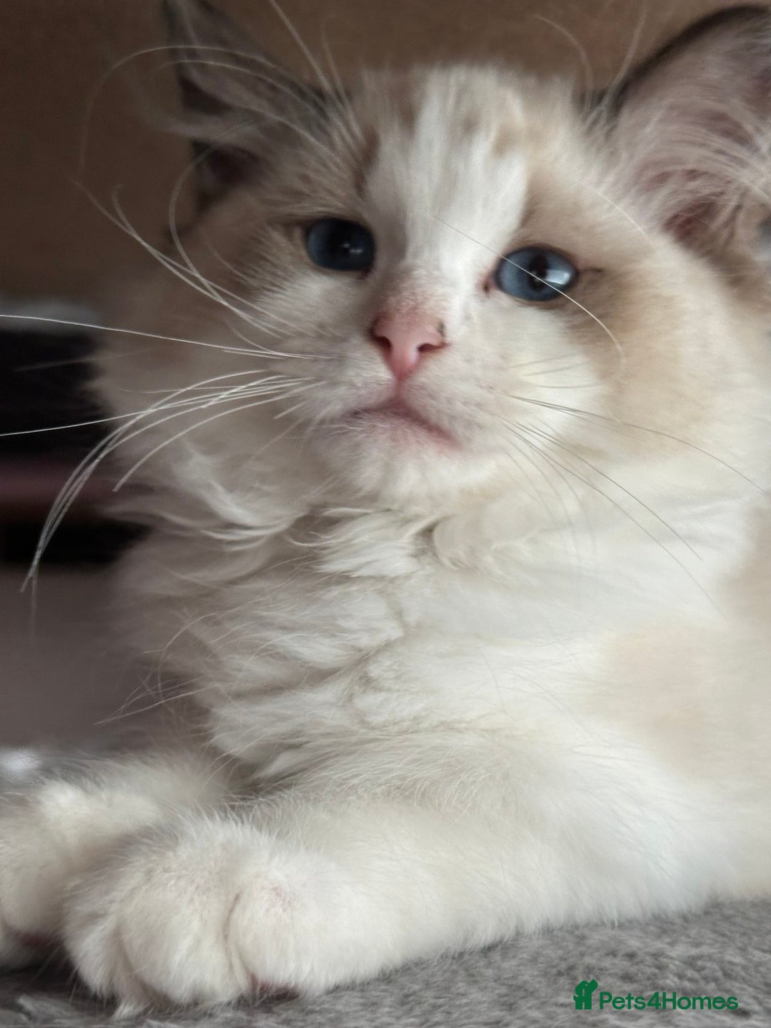 Ragdoll cats for sale: Ragdoll kittens - Image 6