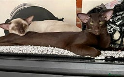 Oriental cats for sale: Pedigree Oriental Siamese kittens GCCF reg - Image 23