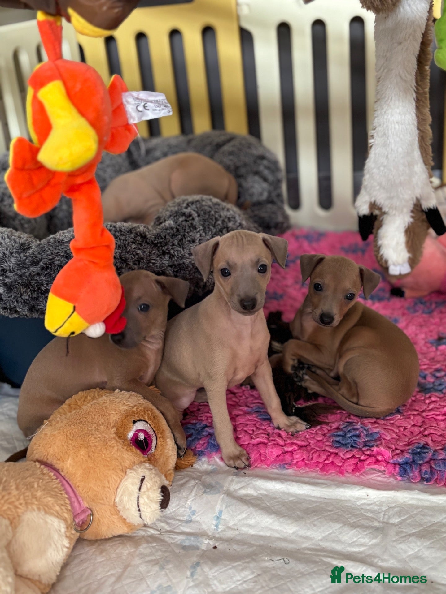 Italian Greyhound dogs Kc Italian fawn boys  - Advert 1