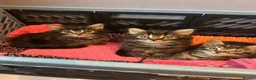 Mixed Breed cats for sale: Our Kittens Looking for Their Forever Loving Homes - Advert 6