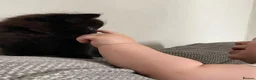 Mixed Breed cats for sale: Fluffy kittens  - Advert 5