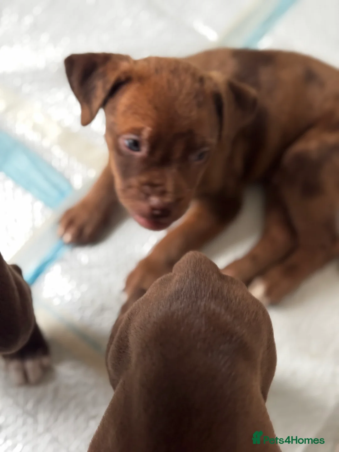 Mixed Breed dogs for sale: ‼️American bully x springer spaniel puppies ‼️  - Advert 5