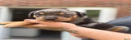 Mixed Breed dogs for sale: 9 Rottweiler catahoula bully puppies  - Advert 2