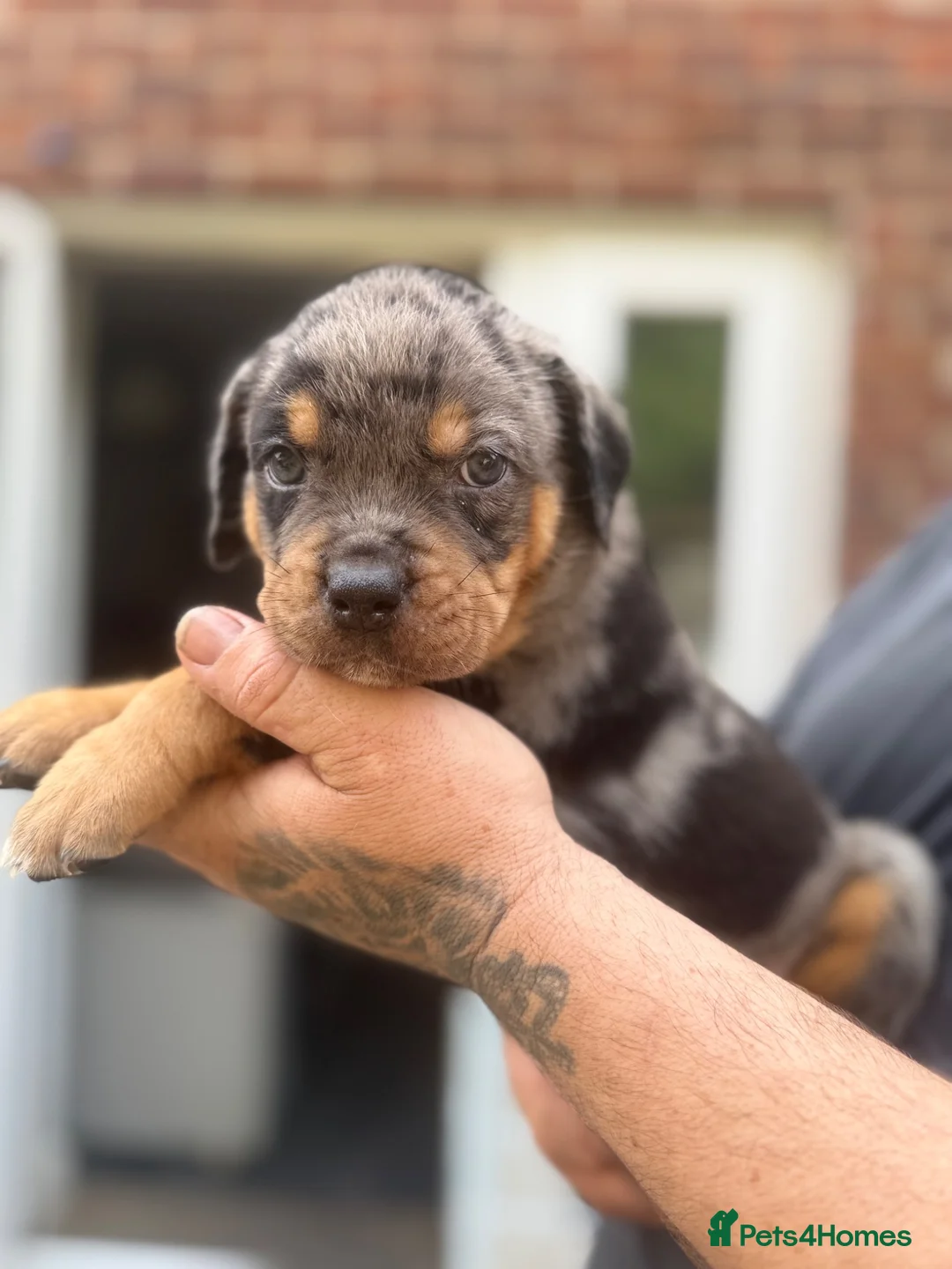 Mixed Breed dogs for sale: 9 Rottweiler catahoula bully puppies  - Advert 2