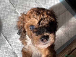 Maltipoo dogs - Advert 4