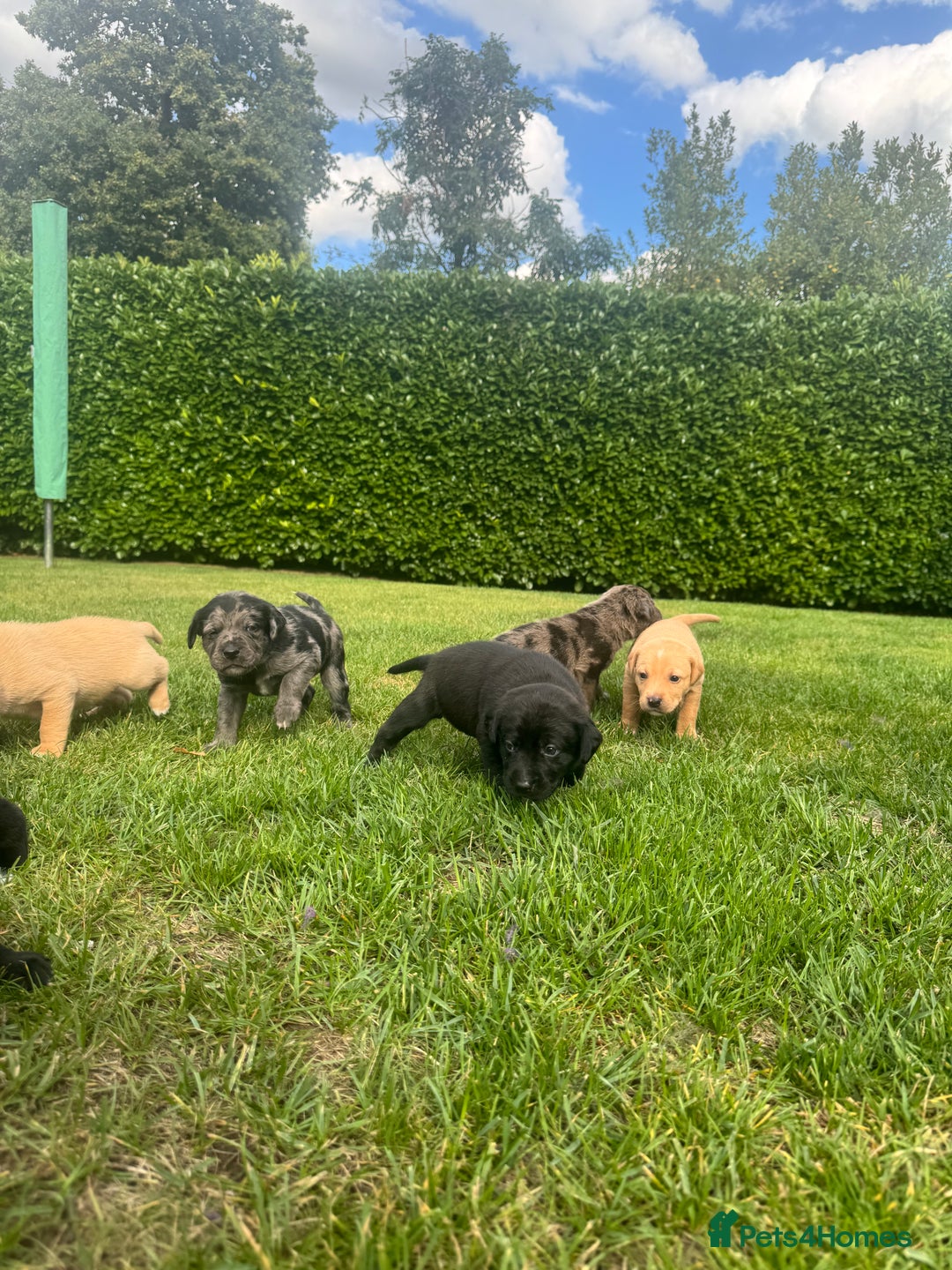 Mixed Breed dogs for sale: Puppies  - Image 5