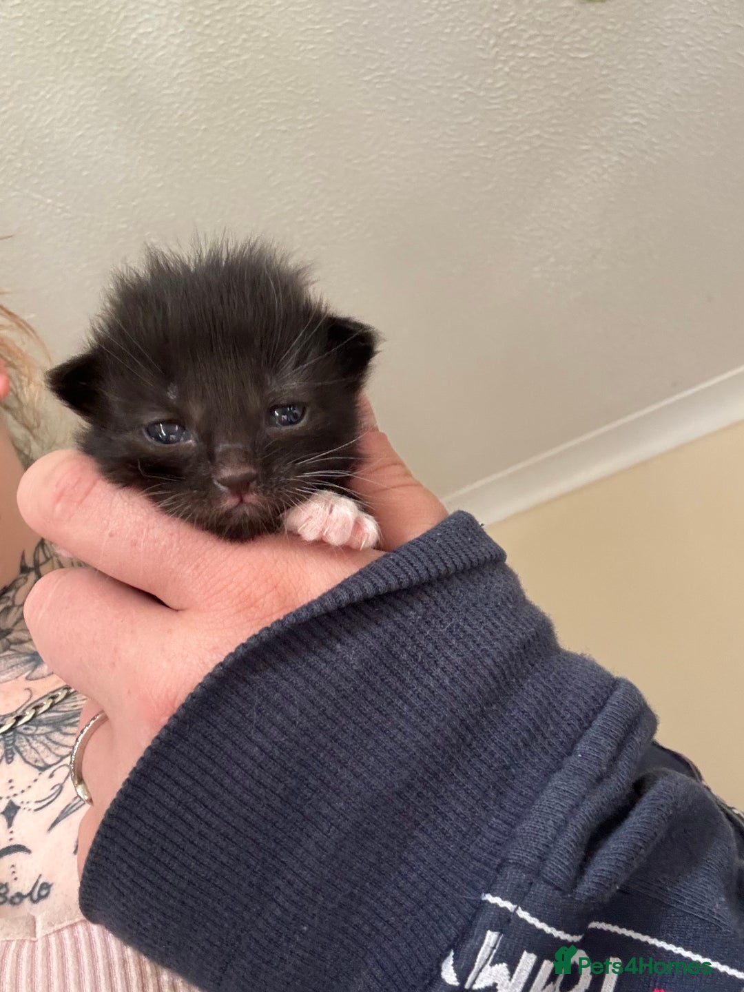 Mixed Breed cats for sale: Kittens - Image 9
