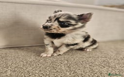 Pomsky dogs for sale: 5 High Quality Pomsky Puppies  - Advert 8