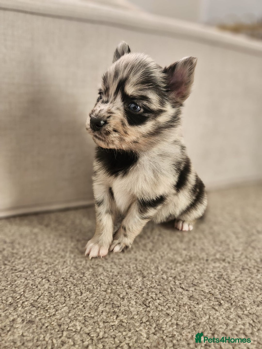 Pomsky dogs for sale: 5 High Quality Pomsky Puppies  - Advert 8