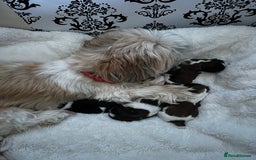 Shih Tzu dogs for sale: Beautiful  Shih tzu  - Image 6