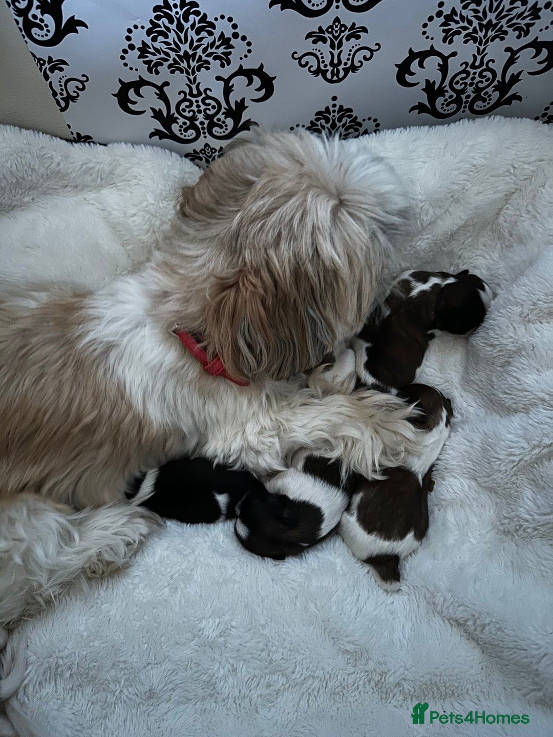 Shih Tzu dogs for sale: Beautiful  Shih tzu  - Image 6