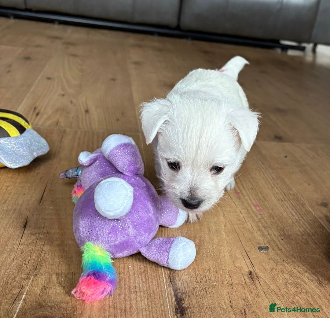 West Highland Terrier dogs for sale: Gorgeous West Highland White (Westie) Puppies - Image 2