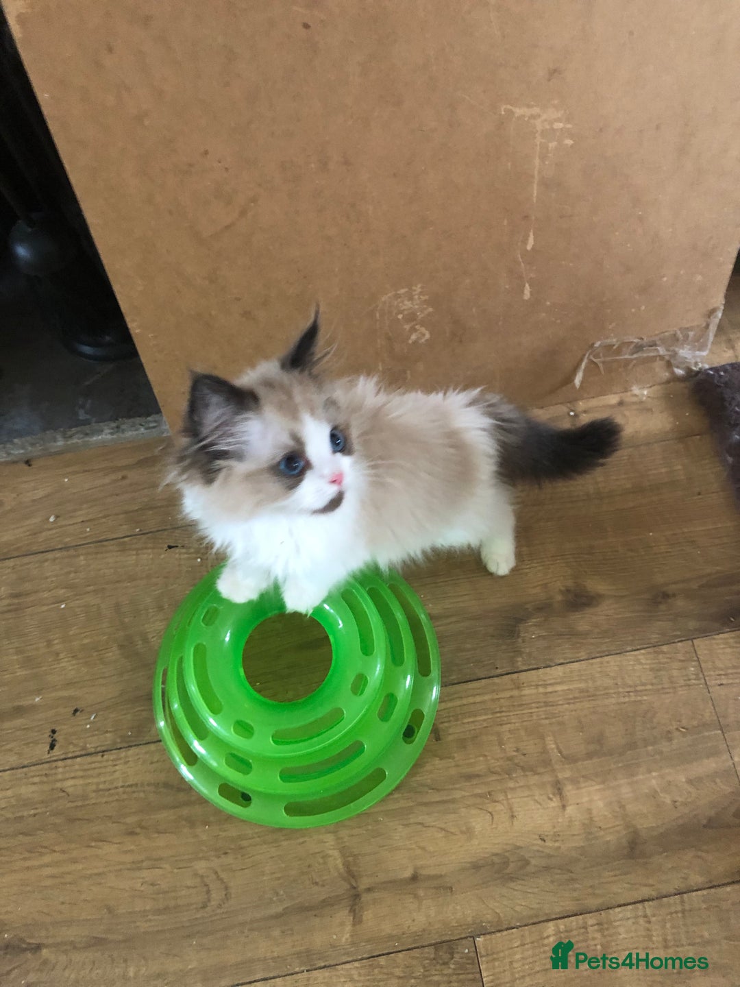 Ragdoll cats for sale: Beautiful Ragdoll kittens  - Image 6