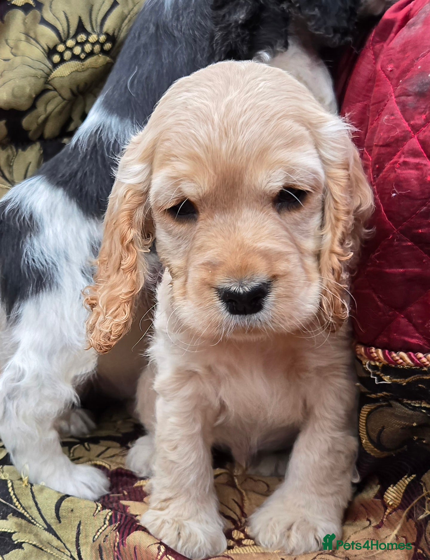 Cocker Spaniel dogs Stunning litter of cocker spaniel pups ready now. - Advert 15