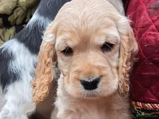 Cocker Spaniel dogs Stunning litter of cocker spaniel pups ready now. - Advert 15