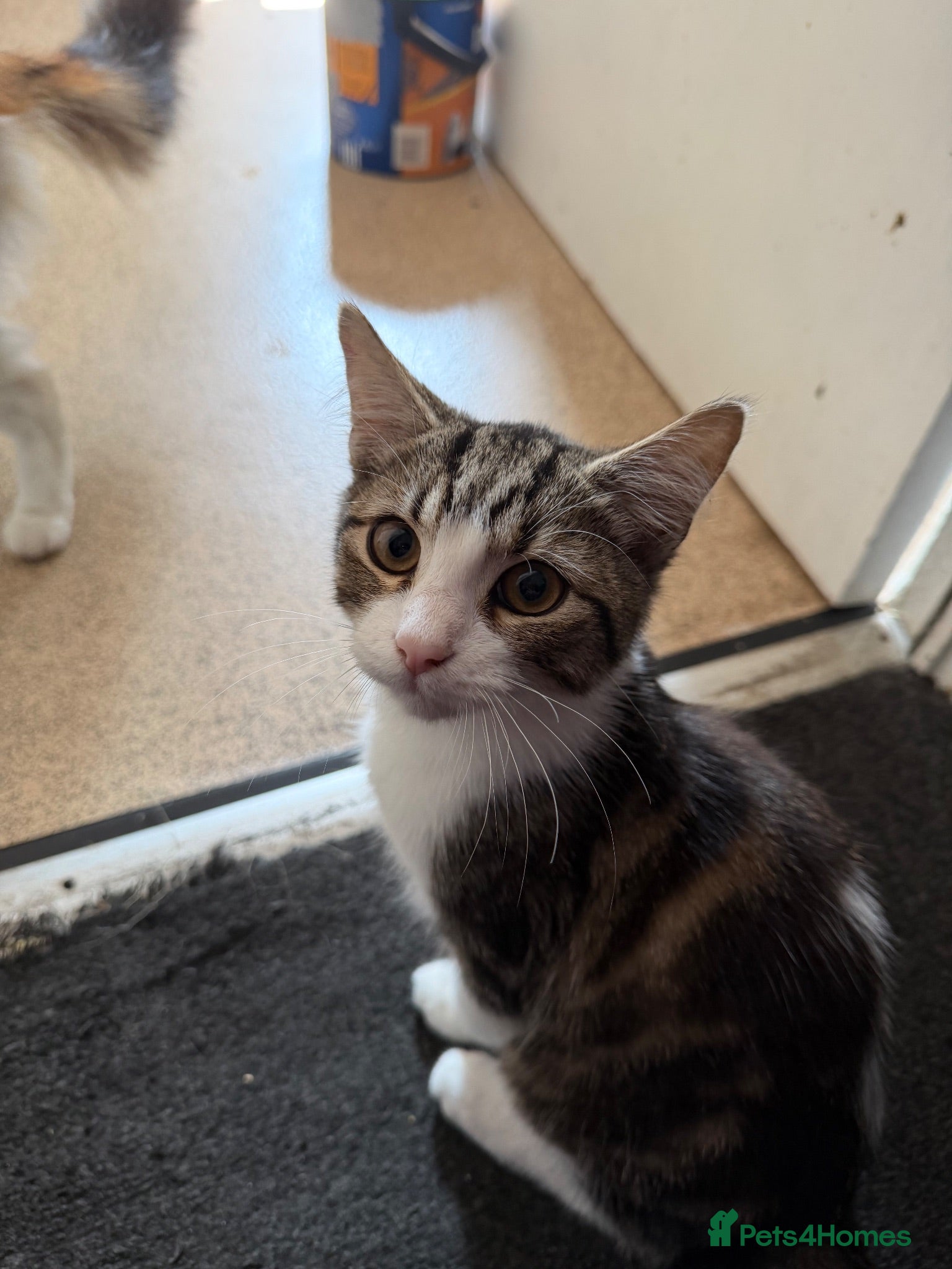 Mixed Breed cats Kittens for sale ** BOY AVAILABLE ** - Advert 16