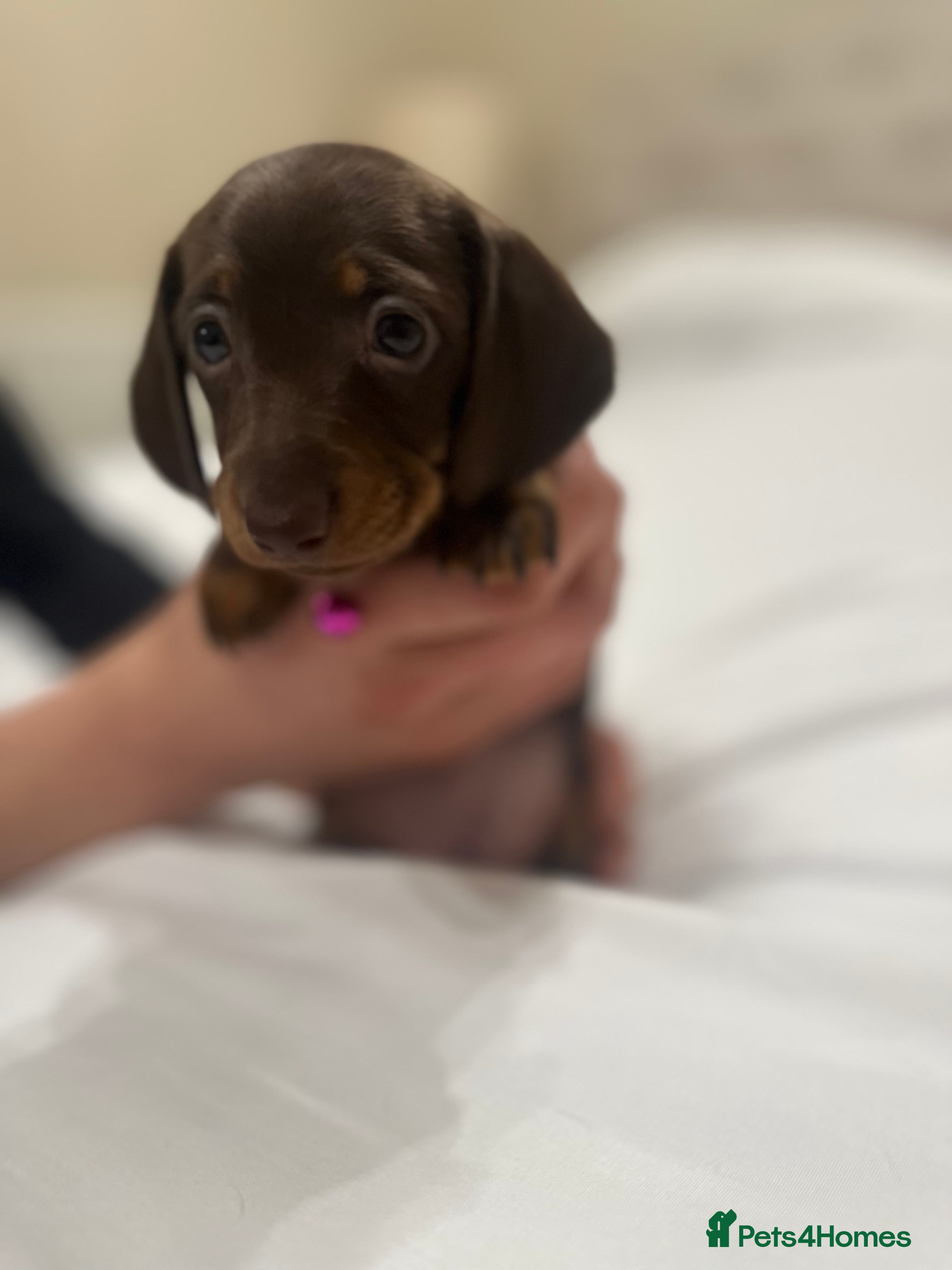 Miniature Dachshund dogs Miniature dachshund ready to go🫶🏽 - Advert 6