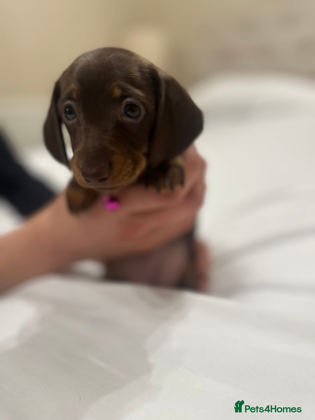 Miniature Dachshund dogs for sale: Miniature dachshund ready to go🫶🏽 - Advert 1