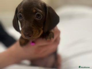 Miniature Dachshund dogs Miniature dachshund ready to go🫶🏽 - Advert 1
