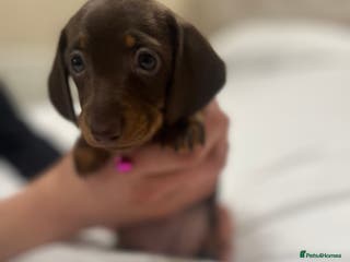 Miniature Dachshund dogs Miniature dachshund ready to go🫶🏽 - Advert 17