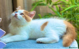 British Longhair cats for sale: Champion line PEDIGREE BLH/BSH kittens 🩵🩷💙 - Image 15