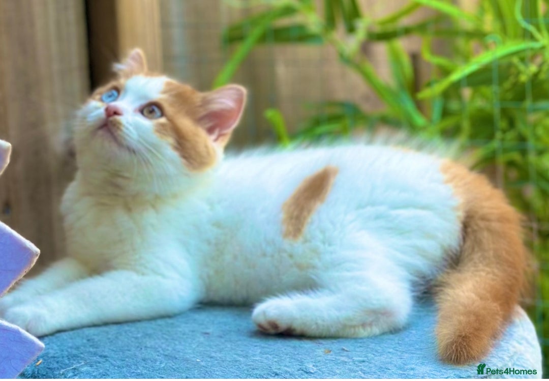 British Longhair cats for sale: Champion line PEDIGREE BLH/BSH kittens 🩵🩷💙 - Image 15