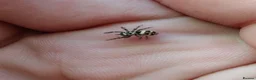 Spiders invertebrates for sale: Sub adult female Zebra jumping spiders in Coventry - Advert 2