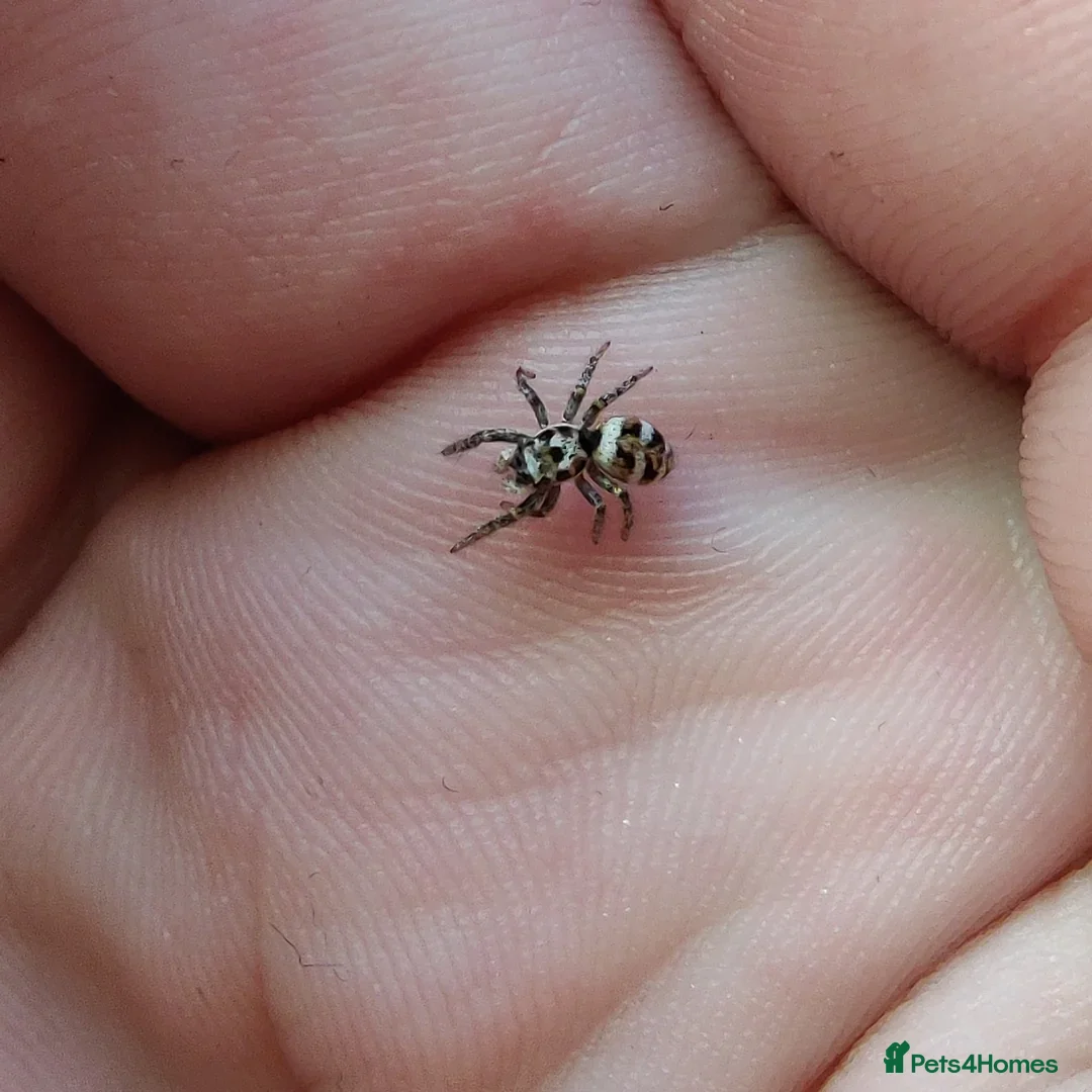 Spiders invertebrates for sale: Sub adult female Zebra jumping spiders in Coventry - Advert 2