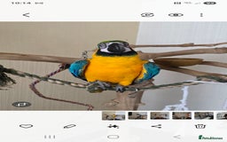 Parrots birds for sale: Baby blue and gold macaw  - Image 1