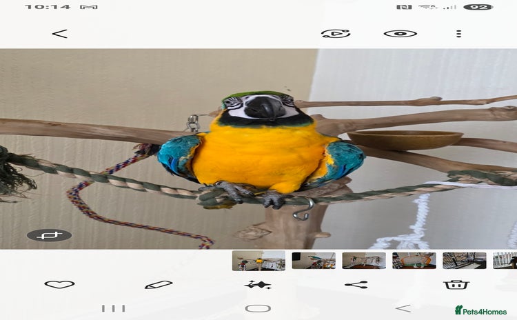 Parrots birds - Advert 3