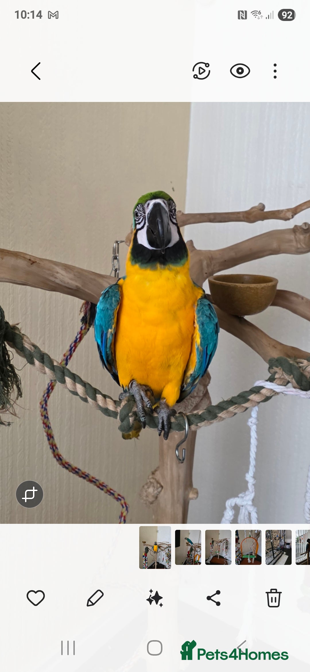 Parrots birds for sale: Baby blue and gold macaw  - Image 1
