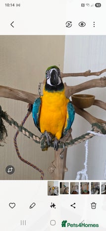 Parrots birds - Advert 3