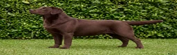 Labrador Retriever dogs for sale: Black Labradors Due 270 plus DNA Hips Elbows Eyes  - Advert 1