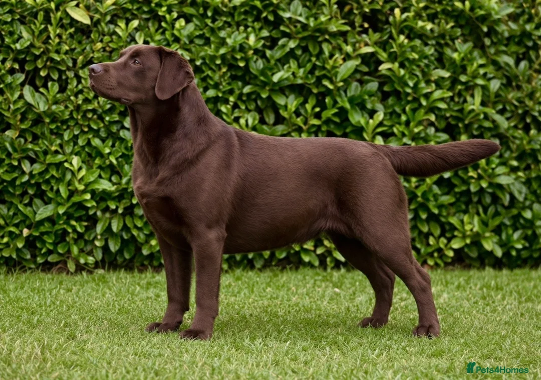 Labrador Retriever dogs for sale: Black Labradors Due 270 plus DNA Hips Elbows Eyes  - Advert 1