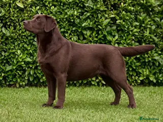 Labrador Retriever dogs for sale: Black Labradors Due 270 plus DNA Hips Elbows Eyes - Advert 1