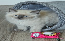 Ragdoll cats for sale: Blue Point Ragdoll Kittens for sale   - Image 8