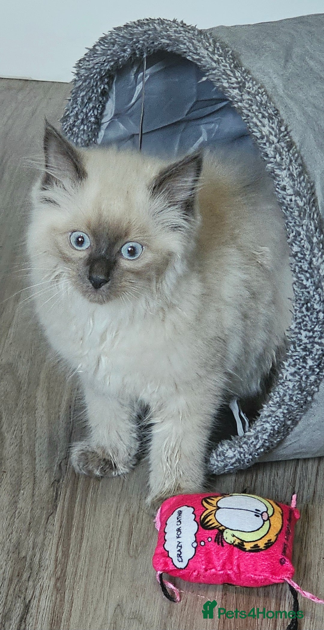 Ragdoll cats for sale: Blue Point Ragdoll Kittens for sale   - Image 8