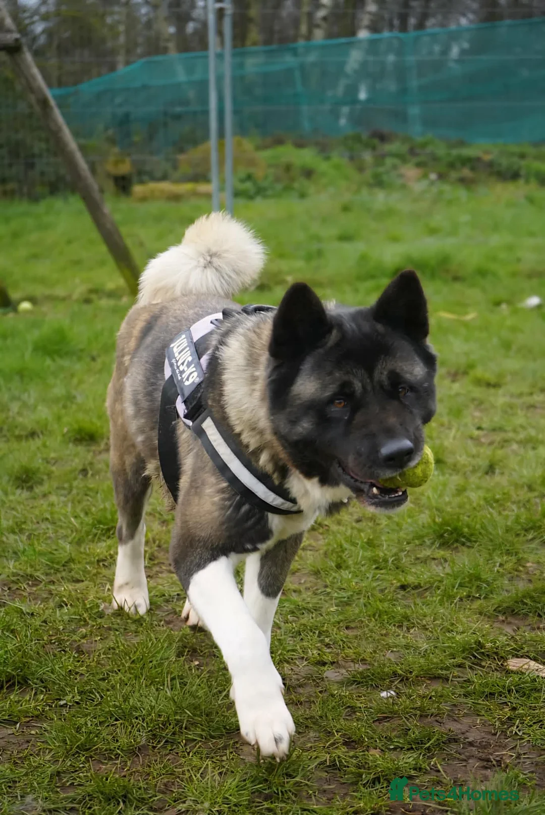 Akita dogs for adoption: Kita age 5 - Advert 2